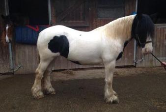 Irish cob for sale 14-1hh piebald cob mare